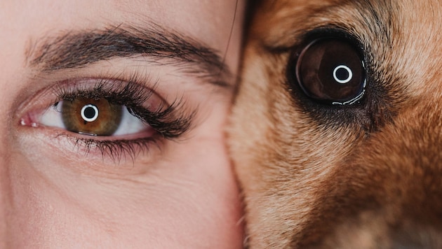 Hunde sind neben Katzen die beliebtesten Haustiere der Österreicher. Es sind auch Lebewesen mit ...