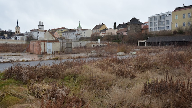 Einst blühendes Gärtnerareal, jetzt jahrelang eine Steppe in der Innenstadt von Zwettl. Auf dem ...