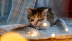 Längst nicht alle Katzen haben es so gut wie diese Samtpfote