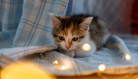 Längst nicht alle Katzen haben es so gut wie diese Samtpfote