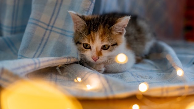 Längst nicht alle Katzen haben es so gut wie diese Samtpfote