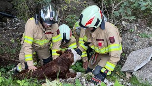 Die Feuerwehr half dem jungen Tier.