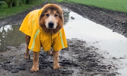 Knirps und Regenjacke sollten kommende Woche vorsichtshalber immer mit von der Partie sein.