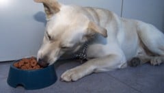Der Hund wollte offenbar sein Futter verteidigen (Symbolbild)