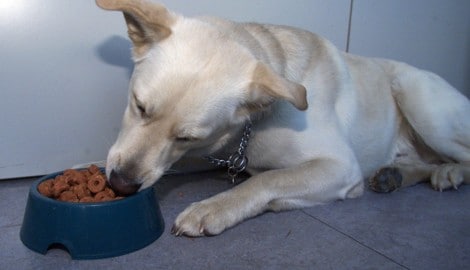 Der Hund wollte offenbar sein Futter verteidigen (Symbolbild)