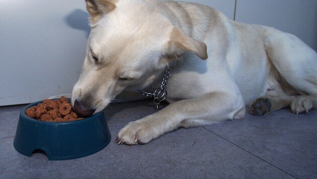 Der Hund wollte offenbar sein Futter verteidigen (Symbolbild)