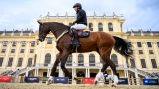 Die Stars vor Schloss Schönbrunn sind bis Sonntag die Pferde. 