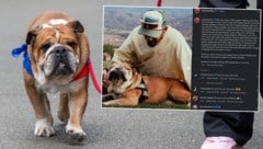 Lewis Hamilton musste von seinem Hund Abschied nehmen.