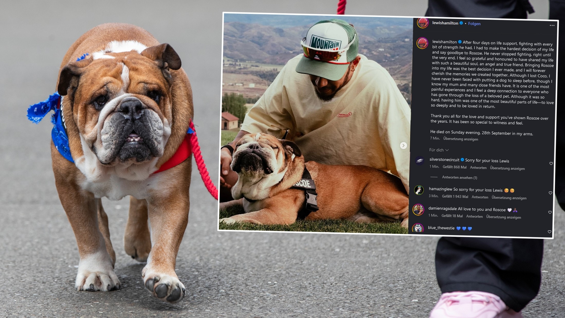 Roscoe ist tot - Lewis Hamilton trauert um treuen Wegbegleiter | krone.at