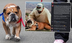 Lewis Hamilton musste von seinem Hund Abschied nehmen.