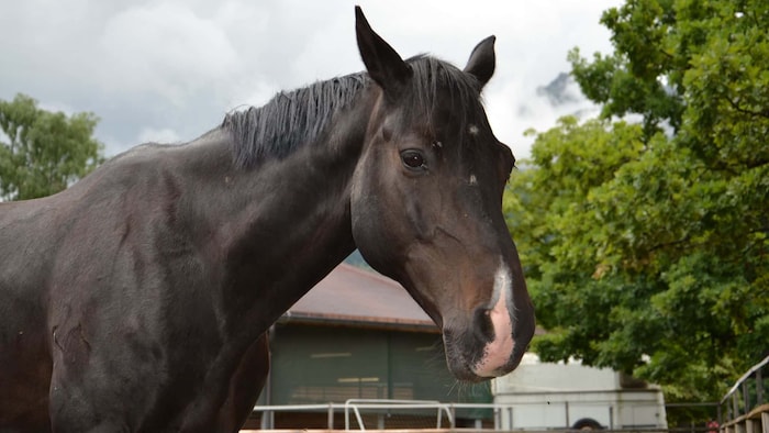 Begleiter für Immer!
