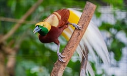 Der Kleinparadiesvogel (Paradisaea mino) kommt ausschließlich auf Neuguinea vor.