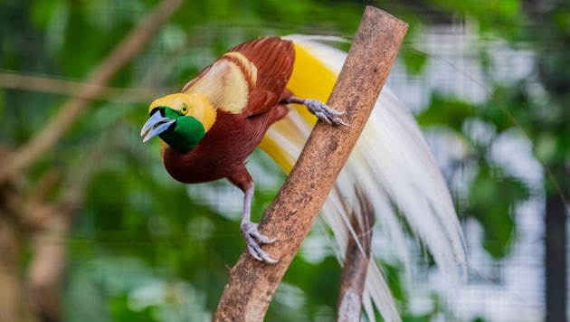 Der Kleinparadiesvogel (Paradisaea mino) kommt ausschließlich auf Neuguinea vor.