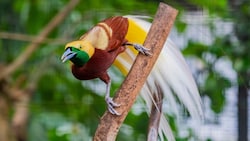Der Kleinparadiesvogel (Paradisaea mino) kommt ausschließlich auf Neuguinea vor.