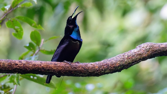 Viktoria-Paradiesvogel sind im tropischen Regenwald von Neuguinea und Ost-Australien beheimatet.