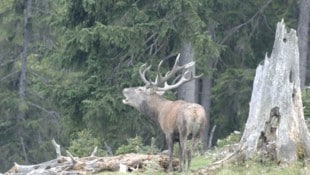 Die Jagdquote in Tirol wurde fast vollständig erfüllt.