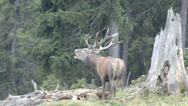 Die Jagdquote in Tirol wurde fast vollständig erfüllt.
