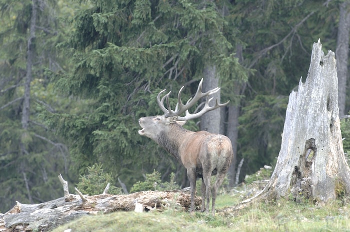 Aktuell spielt sich in Österreichs Wäldern ein imposantes Naturschauspiel ab: die ...