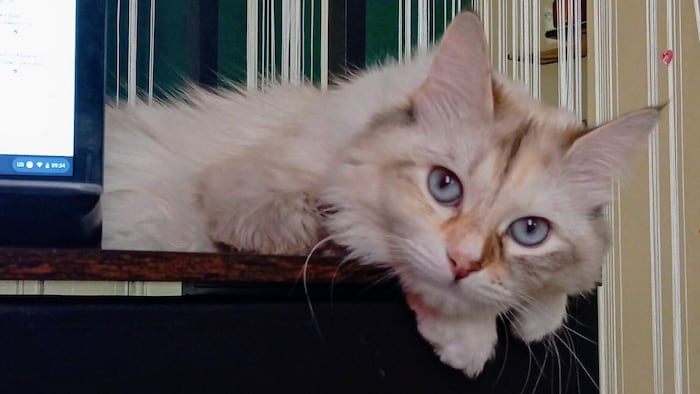 Leider aus dem Fenster gestürzt