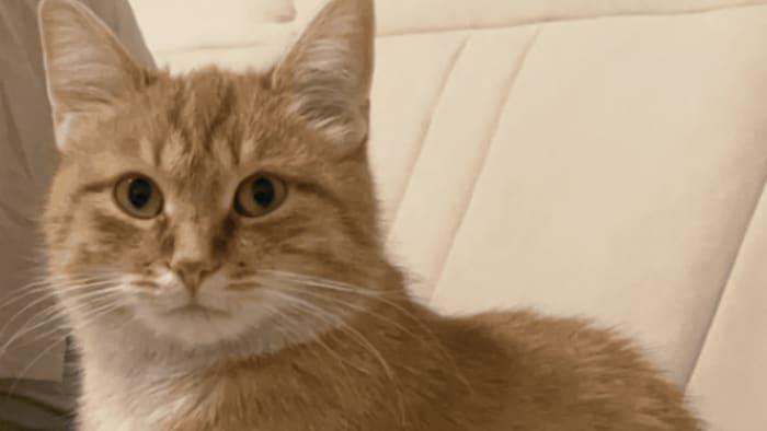 „Minik“ ist Futsch!