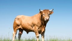 Selbst durch das Sirenengeheul ließ sich die Herde um den Bullen nicht vertreiben – der ...