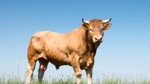 Selbst durch das Sirenengeheul ließ sich die Herde um den Bullen nicht vertreiben – der ...