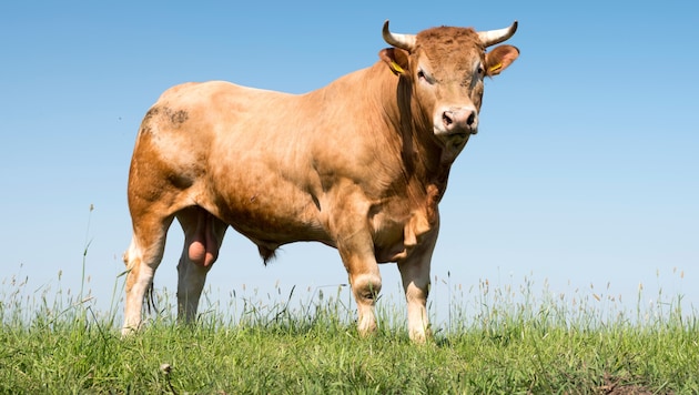 Selbst durch das Sirenengeheul ließ sich die Herde um den Bullen nicht vertreiben – der ...