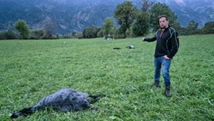 Züchter Bernd Gander beklagt elf Schafe, die in direkter Nähe zu Häusern gerissen wurden.