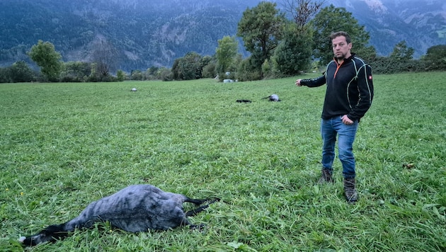 Züchter Bernd Gander beklagt elf Schafe, die in direkter Nähe zu Häusern gerissen wurden.