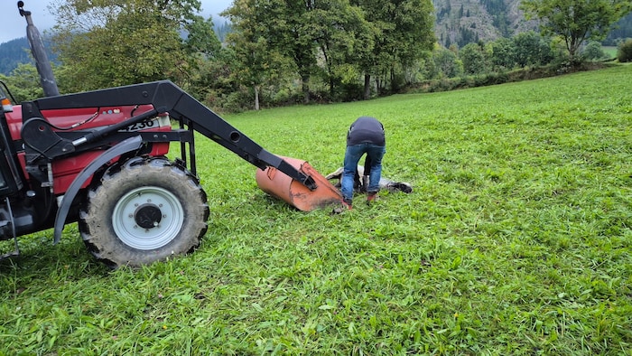 Die teils 100 Kilogramm schweren Tiere wurden von der Weide abtransportiert.