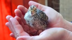 Die Wachtel ist der kleinste heimische Hühnervogel.