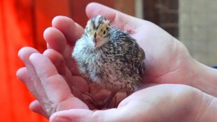 Die Wachtel ist der kleinste heimische Hühnervogel.
