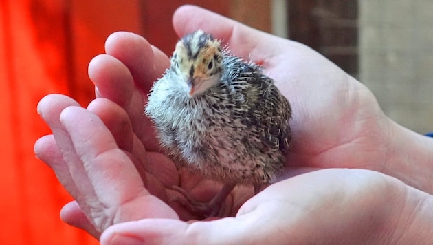 Die Wachtel ist der kleinste heimische Hühnervogel.
