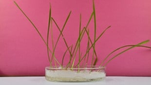 In einer Pflanzschale beobachtete man die Plastikpartikel im Weizen.