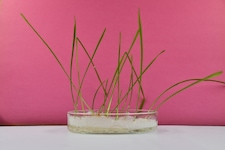 In einer Pflanzschale beobachtete man die Plastikpartikel im Weizen.