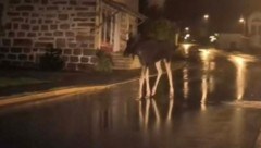 Hier streift „Emil“ gemütlich durch den bayerischen Ort Bischofsreut, Gemeinde Haidmühle.