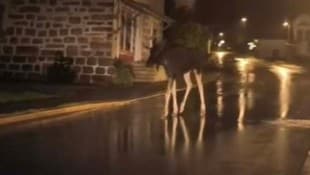 Hier streift „Emil“ gemütlich durch den bayerischen Ort Bischofsreut, Gemeinde Haidmühle.