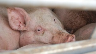 Tiertransporte können qualvoll sein (Symbolbild).