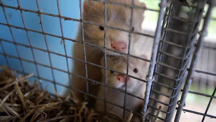 Die Tiere verbringen ihr Leben in einem kleinen Käfig, nur damit die Haube oder der Kragen ...
