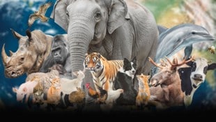 Der Welttierschutztag hat heute mehr Bedeutung denn je. 