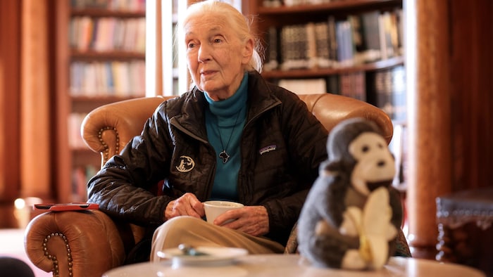 Die Engländerin hat in den 60er-Jahren im Dschungel in Tansania gelebt und das Verhalten von ...