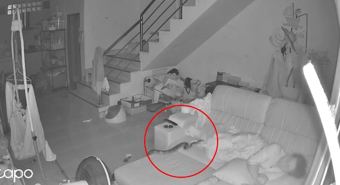 Nicht unbedingt der Kuschelpartner, den man sich nächstens wünschen würde.