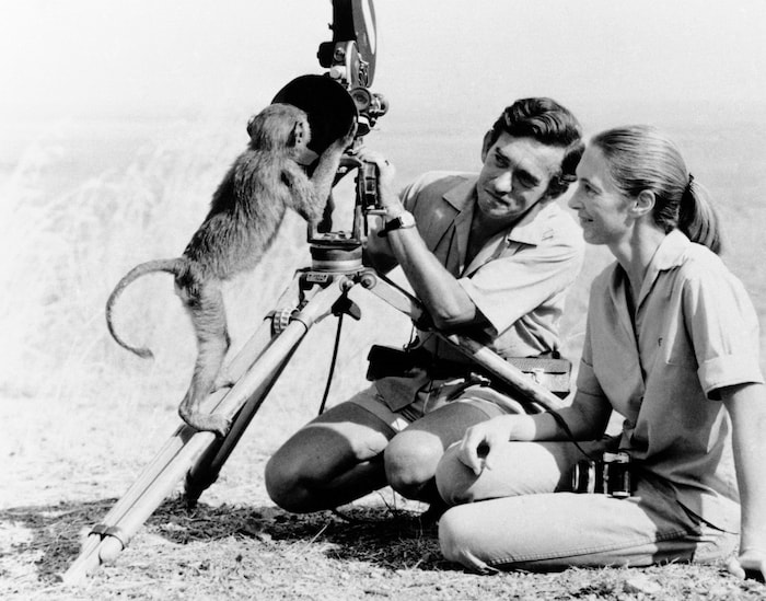 Jane Goodall mit Hugo van Lawick im Jahr 1974