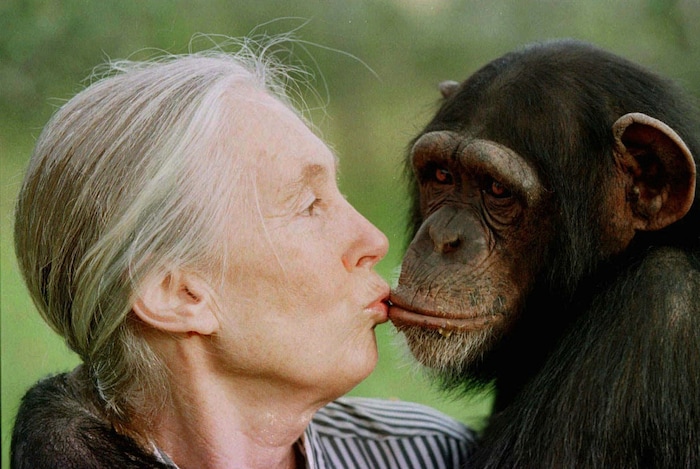Jane Goodall 1997