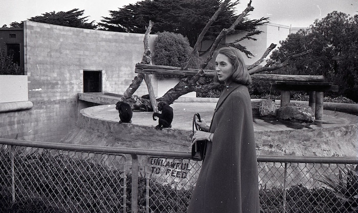 Jane Goodall 1970