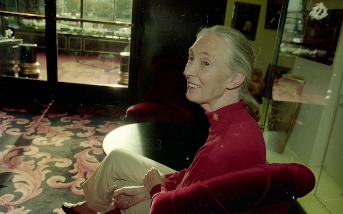 Jane Goodall 1996