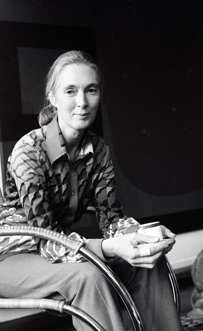 Jane Goodall 1983