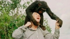 Jane Goodall im Jahr 1997 mit Schimpanse „Bahati“ in Nairobi. 