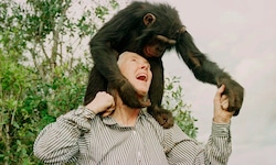 Jane Goodall im Jahr 1997 mit Schimpanse „Bahati“ in Nairobi. 