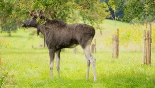 Elch „Emil“ war im Sommer Gesprächsthema Nummer eins in Österreich – jetzt wandert er durch ...